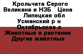 Крольчата Серого Великана и НЗБ › Цена ­ 300 - Липецкая обл., Усманский р-н, Октябрьское с. Животные и растения » Другие животные   